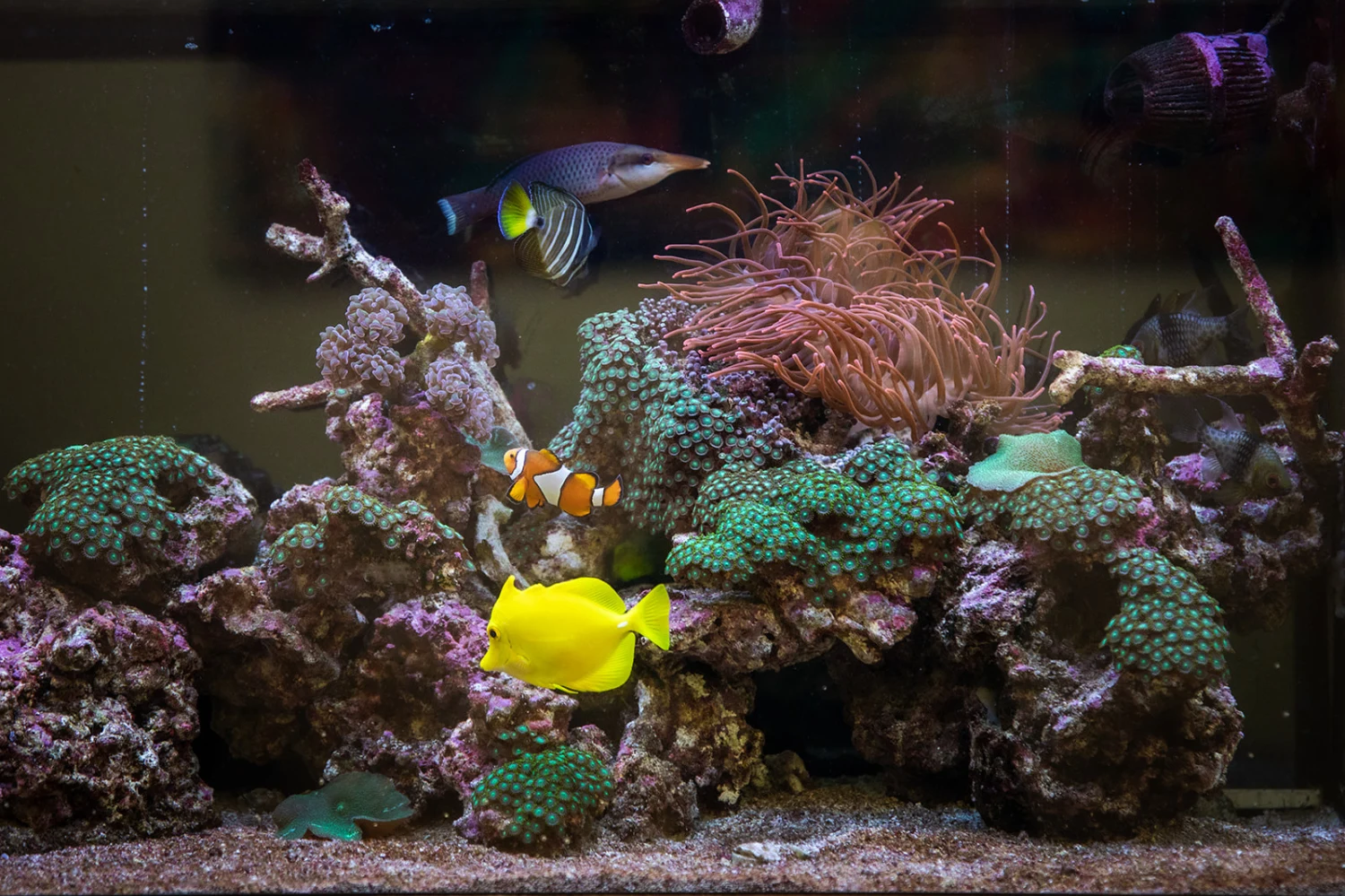 Colourful fish and coral in the office aquarium